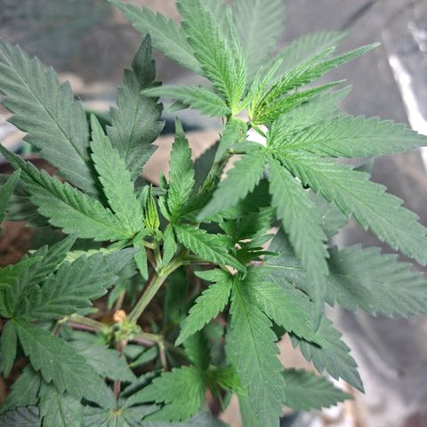 Half Moon growlog timeline photo
