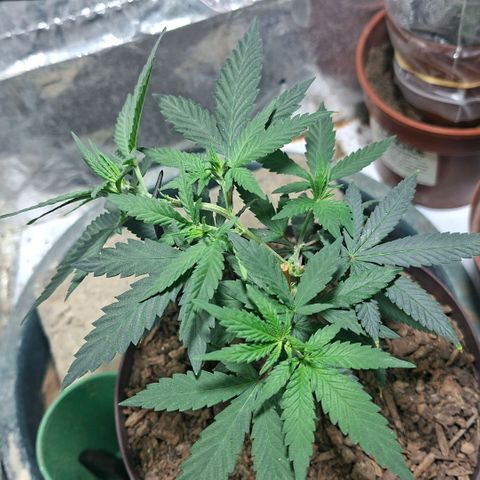 Half Moon growlog timeline photo