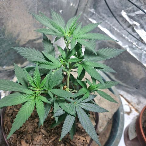 Half Moon growlog timeline photo