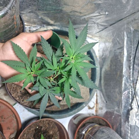 Half Moon growlog timeline photo