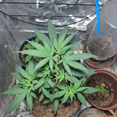 Half Moon growlog timeline photo