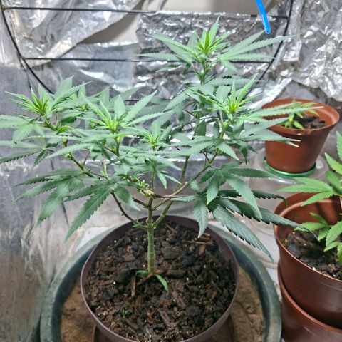 Half Moon growlog timeline photo