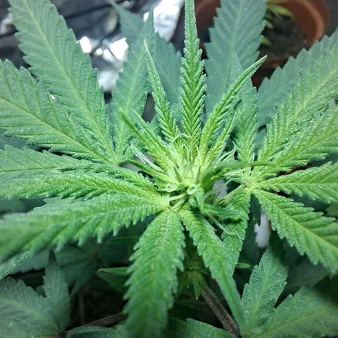 Half Moon growlog timeline photo