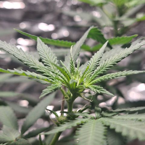 Half Moon growlog timeline photo