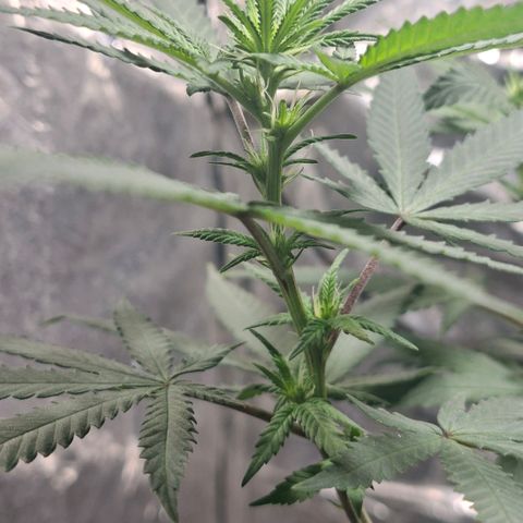Half Moon growlog timeline photo