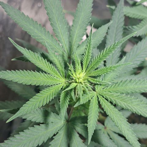 Half Moon growlog timeline photo