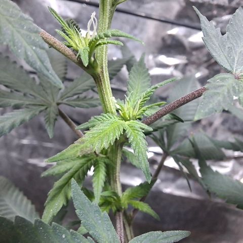 Half Moon growlog timeline photo