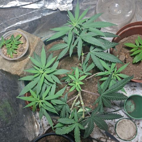 Half Moon growlog timeline photo