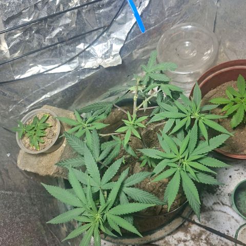 Half Moon growlog timeline photo