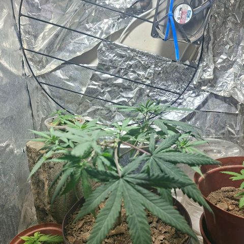Half Moon growlog timeline photo