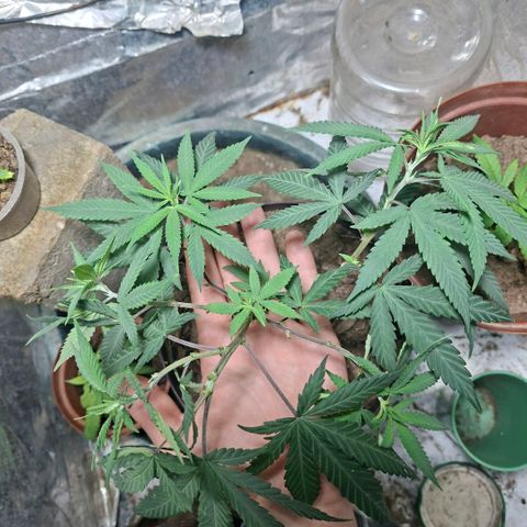 Half Moon growlog timeline photo