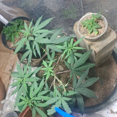 Half Moon growlog timeline photo