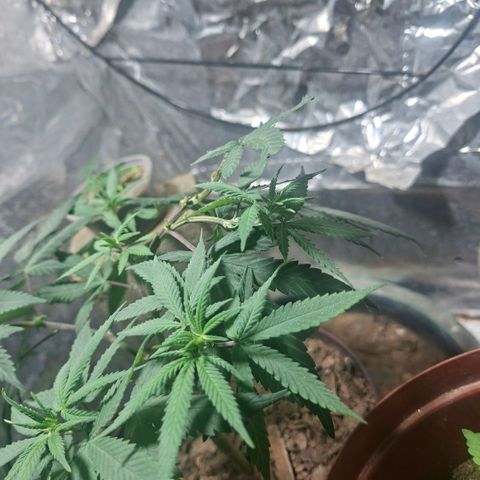 Half Moon growlog timeline photo