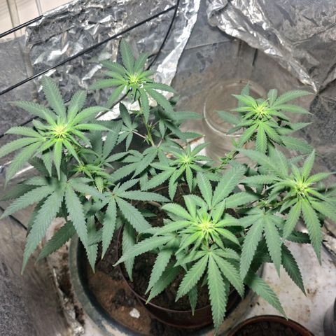 Half Moon growlog timeline photo