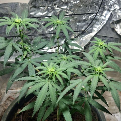 Half Moon growlog timeline photo