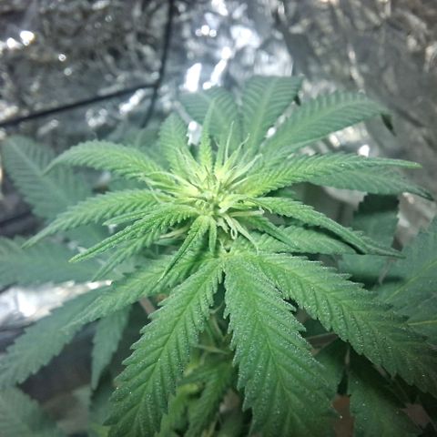 Half Moon growlog timeline photo