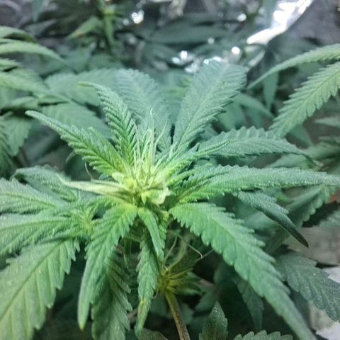 Half Moon growlog timeline photo