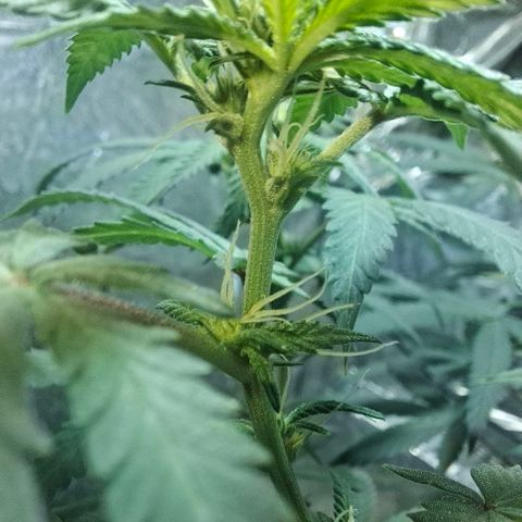 Half Moon growlog timeline photo
