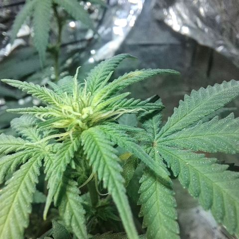 Half Moon growlog timeline photo