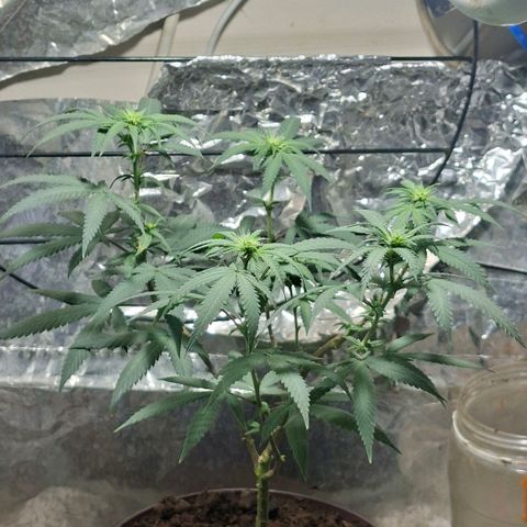 Half Moon growlog timeline photo