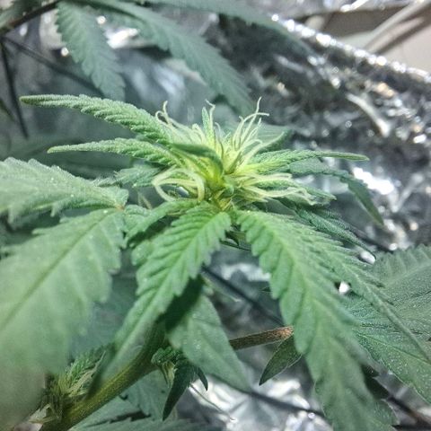 Half Moon growlog timeline photo