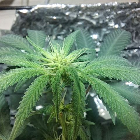 Half Moon growlog timeline photo