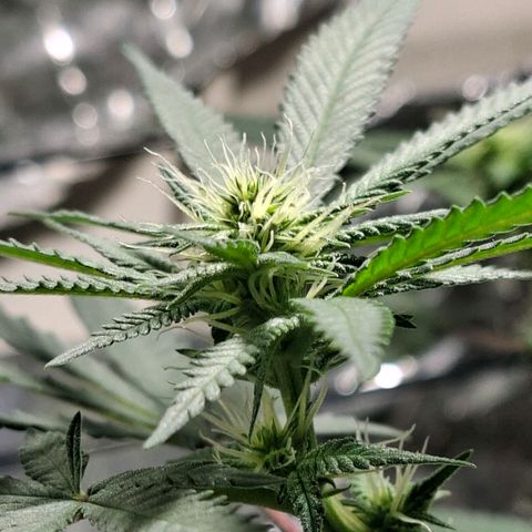 Half Moon growlog timeline photo