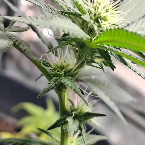Half Moon growlog timeline photo