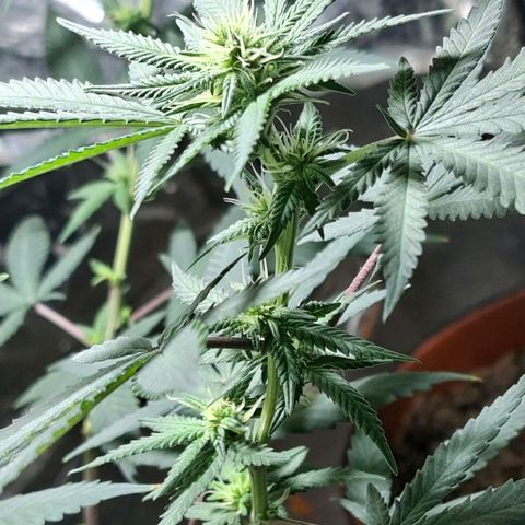 Half Moon growlog timeline photo