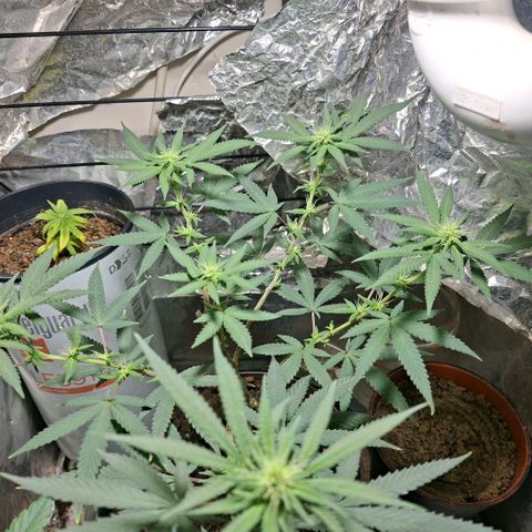 Half Moon growlog timeline photo