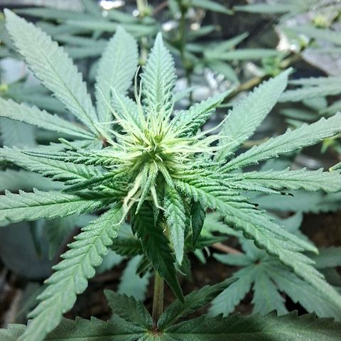 Half Moon growlog timeline photo