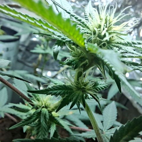 Half Moon growlog timeline photo