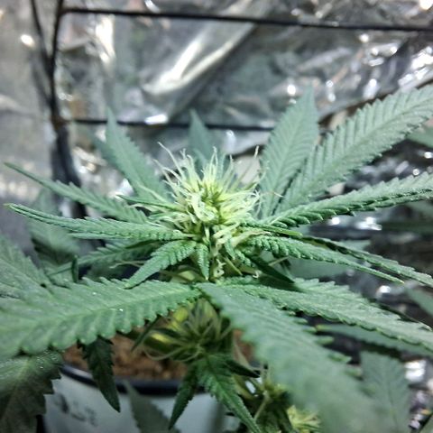 Half Moon growlog timeline photo