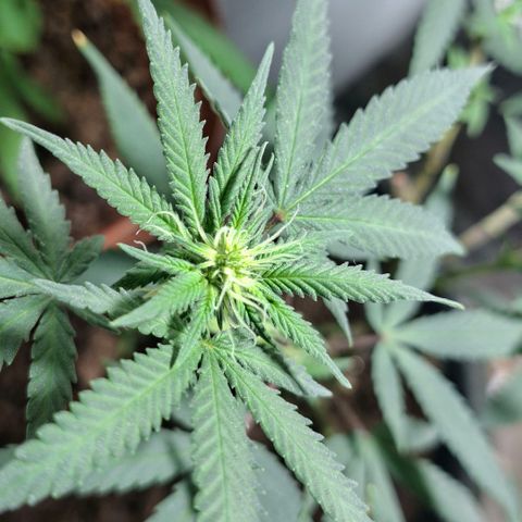 Half Moon growlog timeline photo