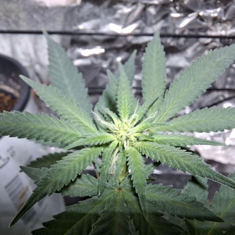 Half Moon growlog timeline photo