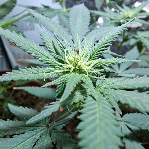 Half Moon growlog timeline photo