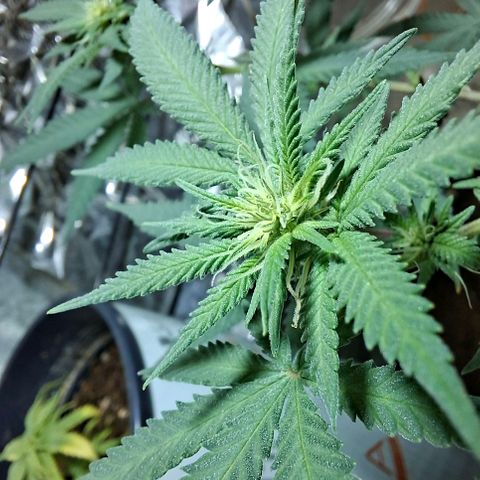 Half Moon growlog timeline photo