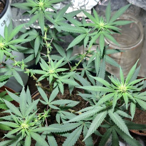 Half Moon growlog timeline photo