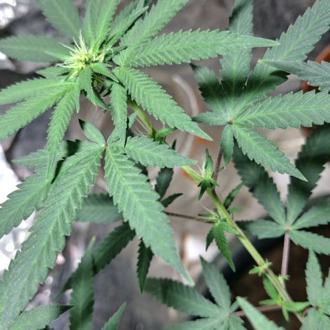 Half Moon growlog timeline photo