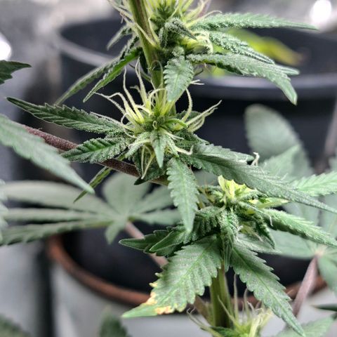 Half Moon growlog timeline photo