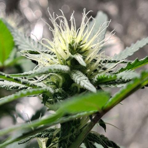 Half Moon growlog timeline photo