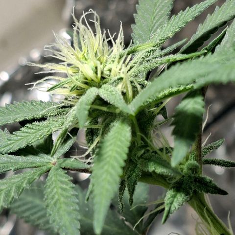 Half Moon growlog timeline photo