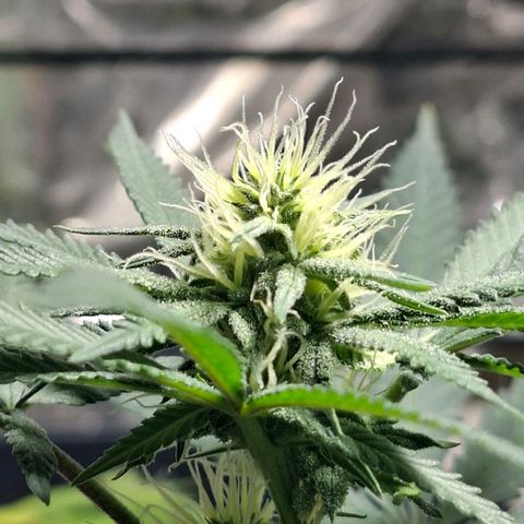 Half Moon growlog timeline photo