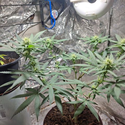 Half Moon growlog timeline photo