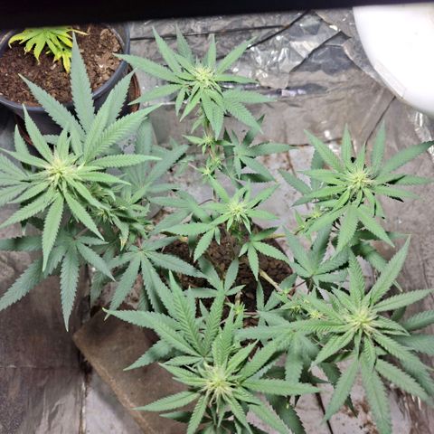 Half Moon growlog timeline photo