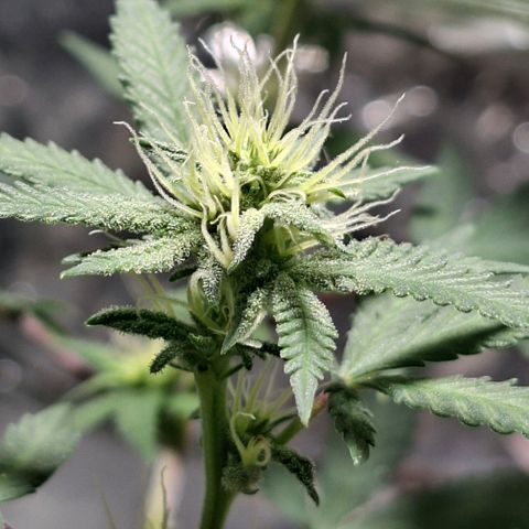 Half Moon growlog timeline photo