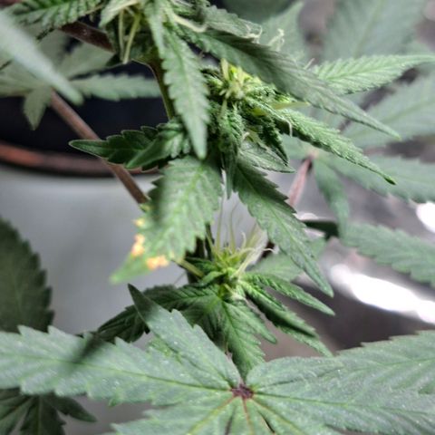 Half Moon growlog timeline photo