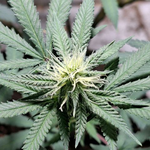 Half Moon growlog timeline photo