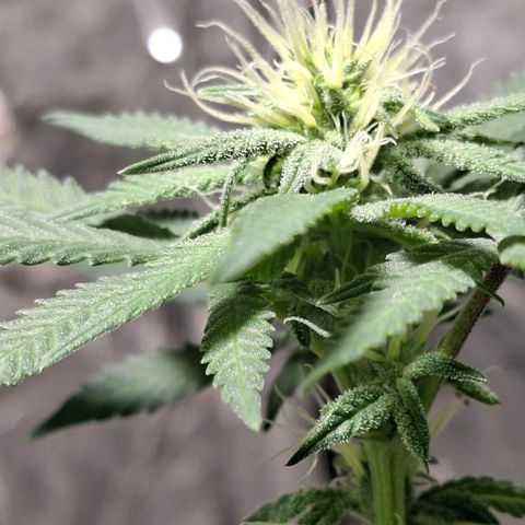 Half Moon growlog timeline photo