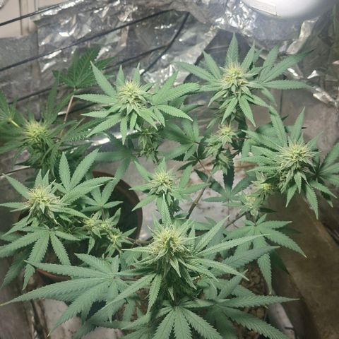 Half Moon growlog timeline photo